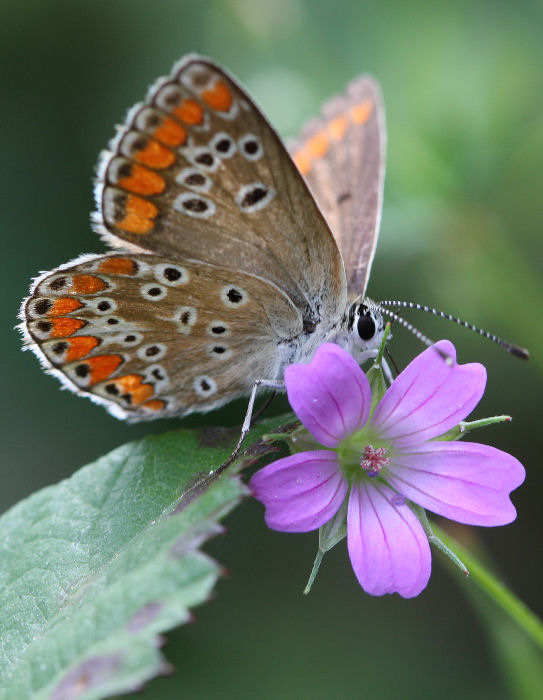 identificare la farfalla